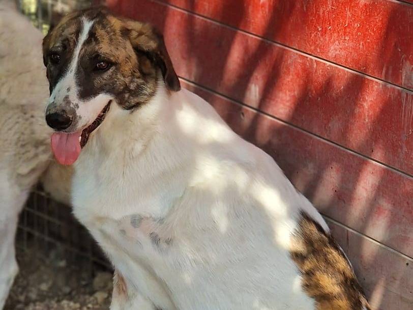 Adotta un cane, taglia media, femmina, Pordenone