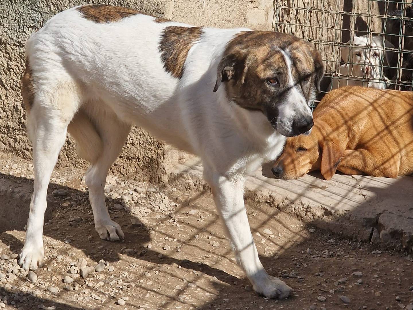 Adotta il cane DEAA a Pordenone