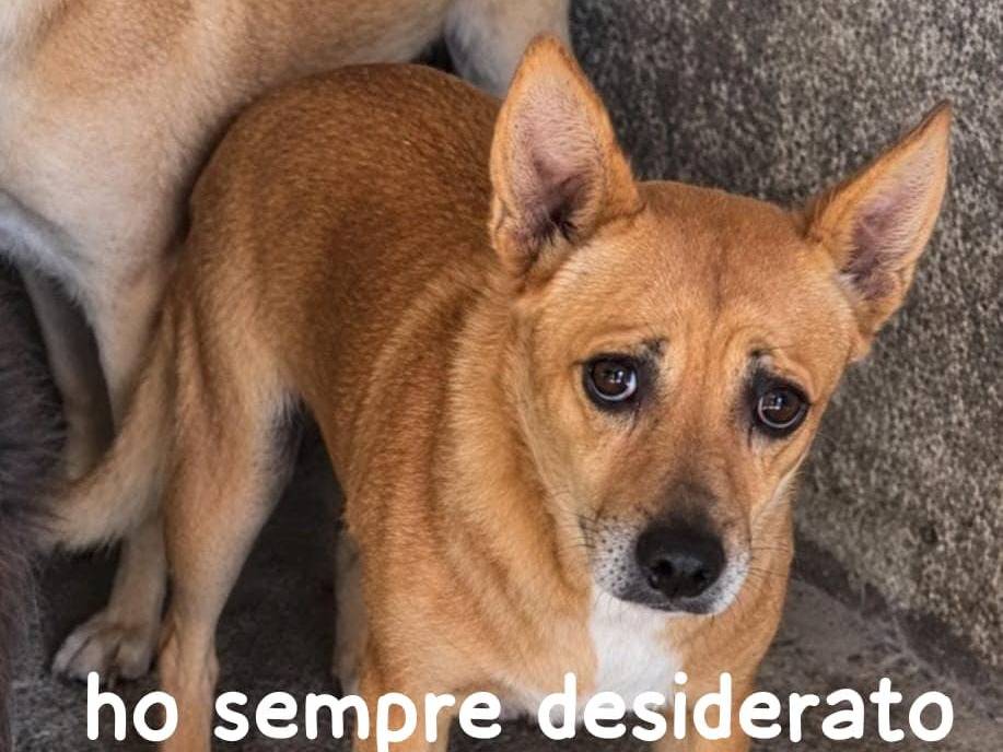 Adozione cane, maschio, Razza sconosciuta Razza sconosciuta, 5 anni e 1 mese, taglia piccola, Asti