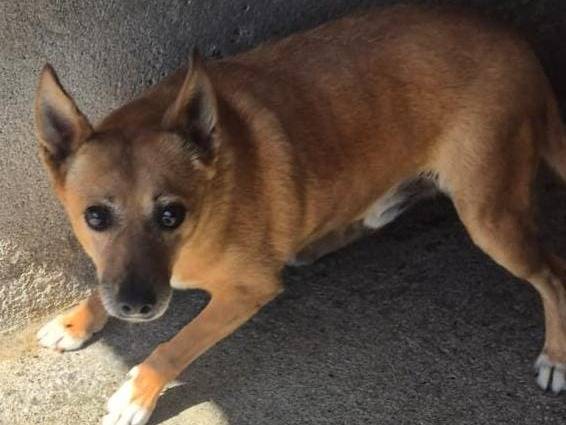 Adotta un cane, maschio, 5 anni e 1 mese, Asti