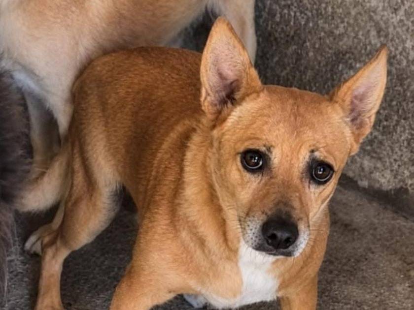 Adotta un cane, taglia piccola, maschio, Asti