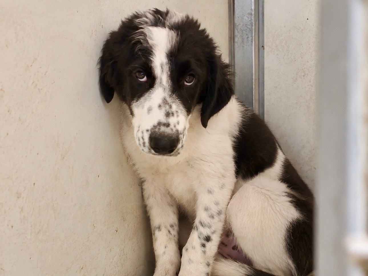 Adozione cane, maschio, Pastore maremmano Razza sconosciuta, 4 mesi, taglia grande, Palermo