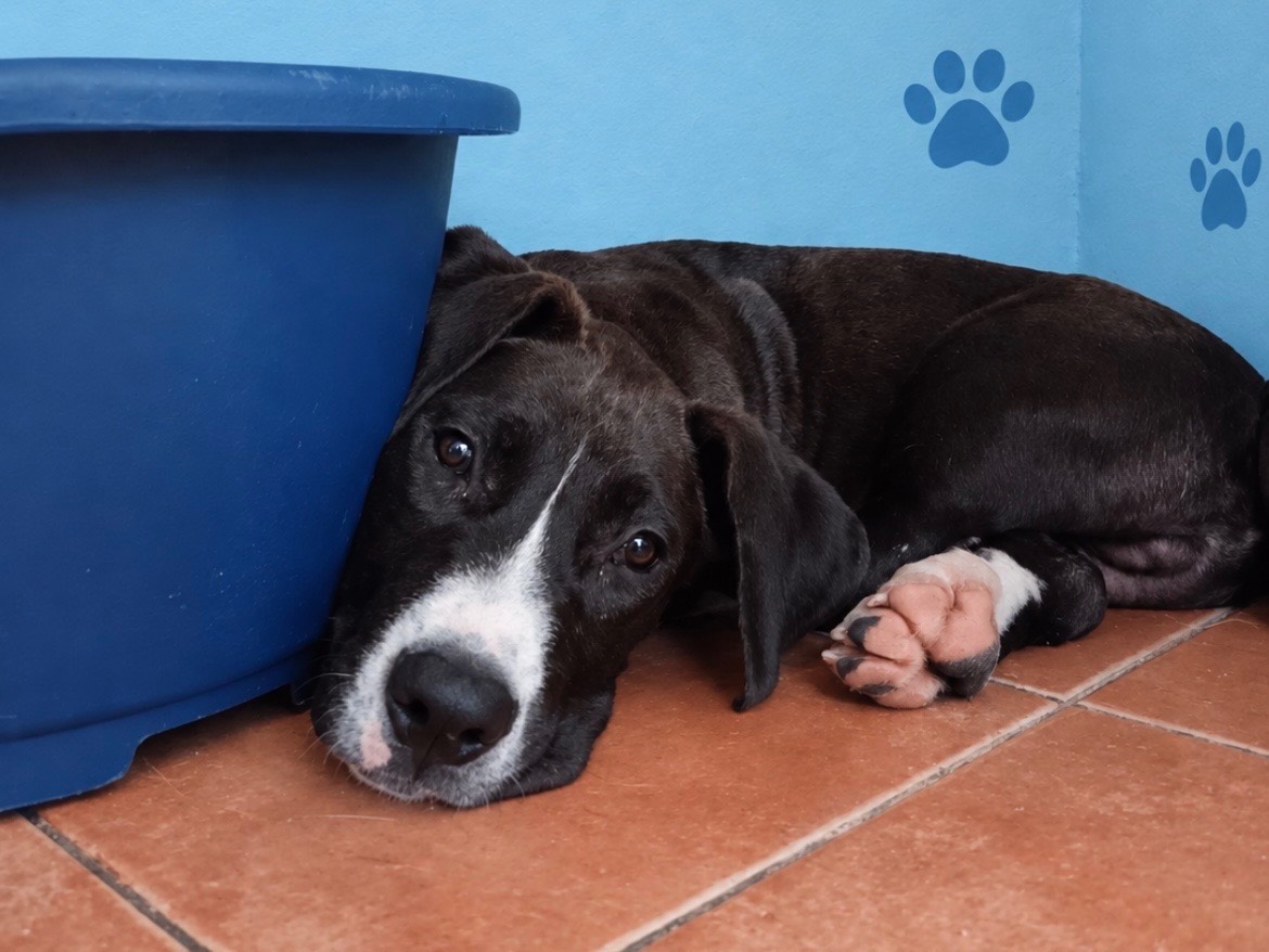 Adozione cane, maschio, Pitbull American Staffordshire Terrier, 6 mesi, taglia media, Sud