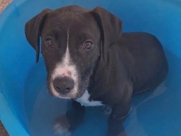 Adotta un cane, maschio, 6 mesi, Sud