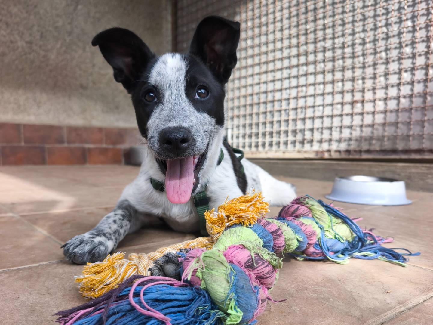 Adotta un cane, femmina, 5 mesi, Milano