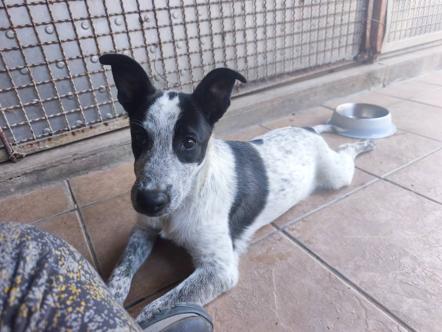Adotta un cane, taglia media, femmina, Milano