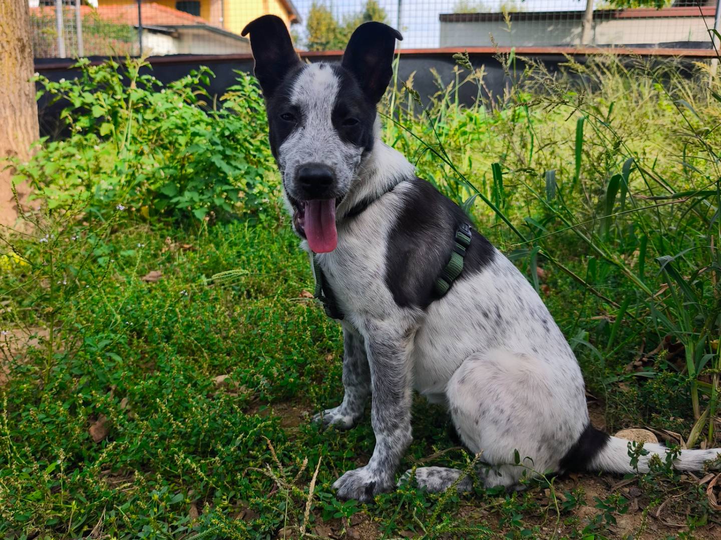 Vuoi adottare un cane a Milano?
