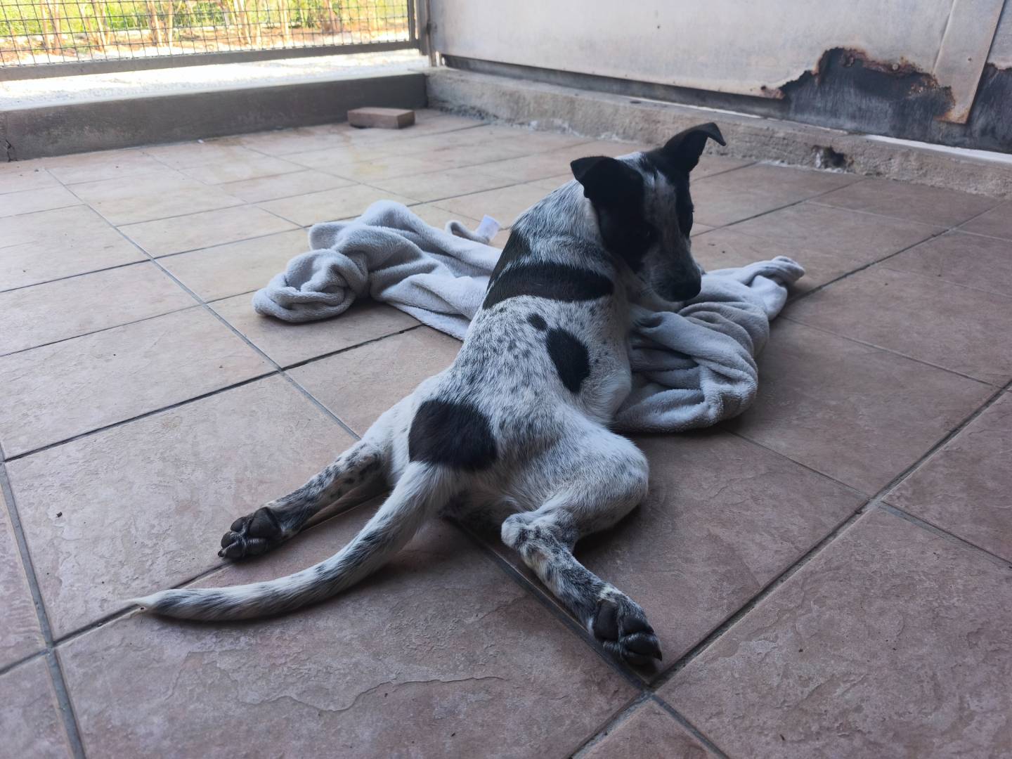 Adotta il cane GINNY a Milano