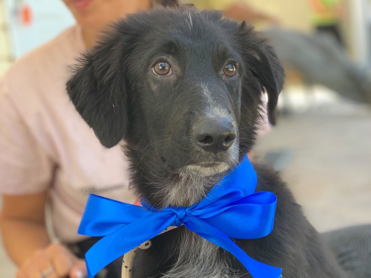 Adozione cane, maschio, Razza sconosciuta Razza sconosciuta, 4 mesi, taglia media contenuta, Latina