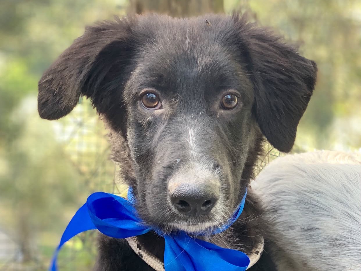 Adotta un cane, maschio, 4 mesi, Latina
