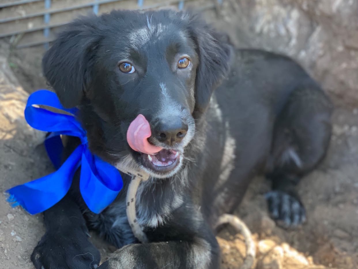 Adotta un cane, taglia media contenuta, maschio, Latina