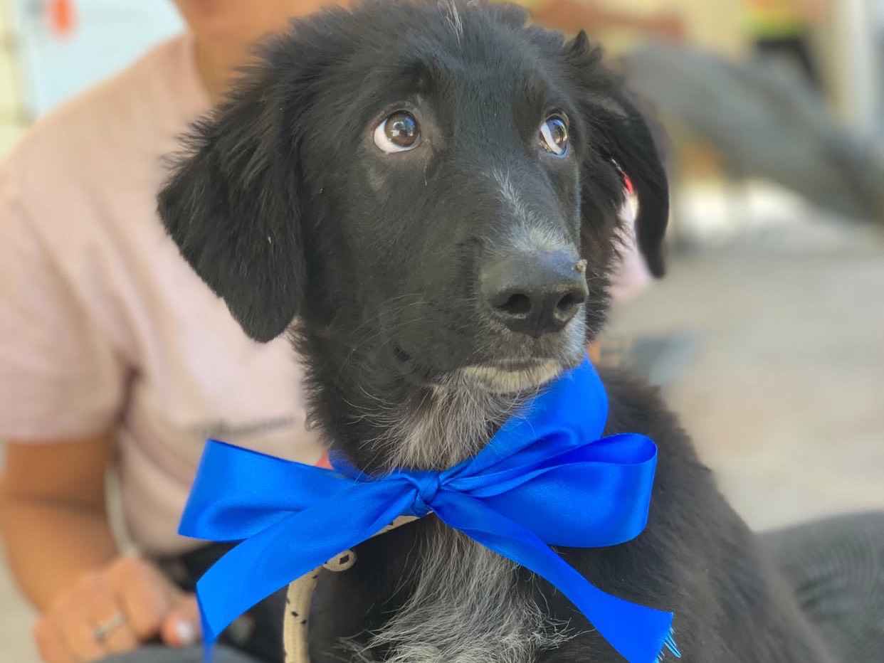 Vuoi adottare un cane a Latina?