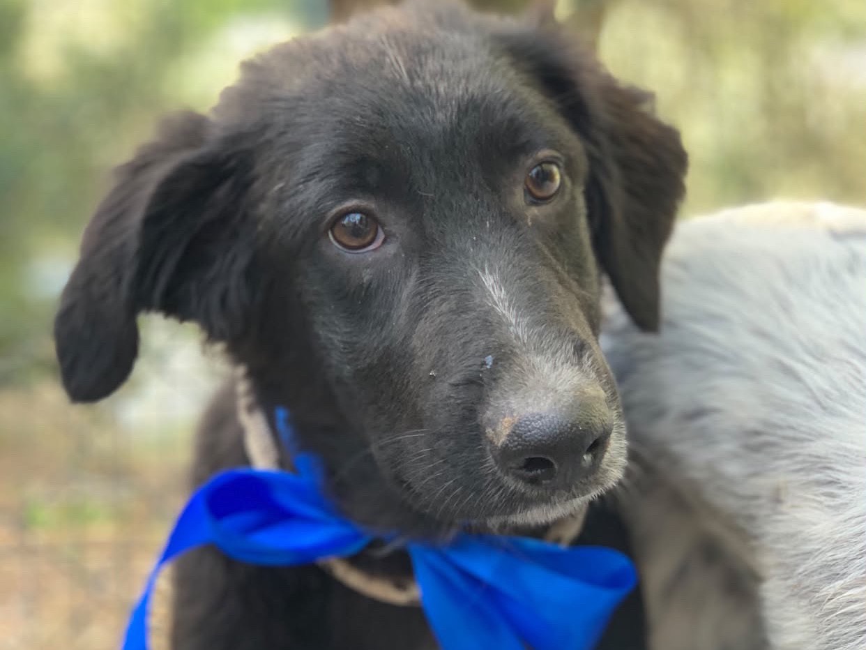 Adotta il cane Gregory  a Latina