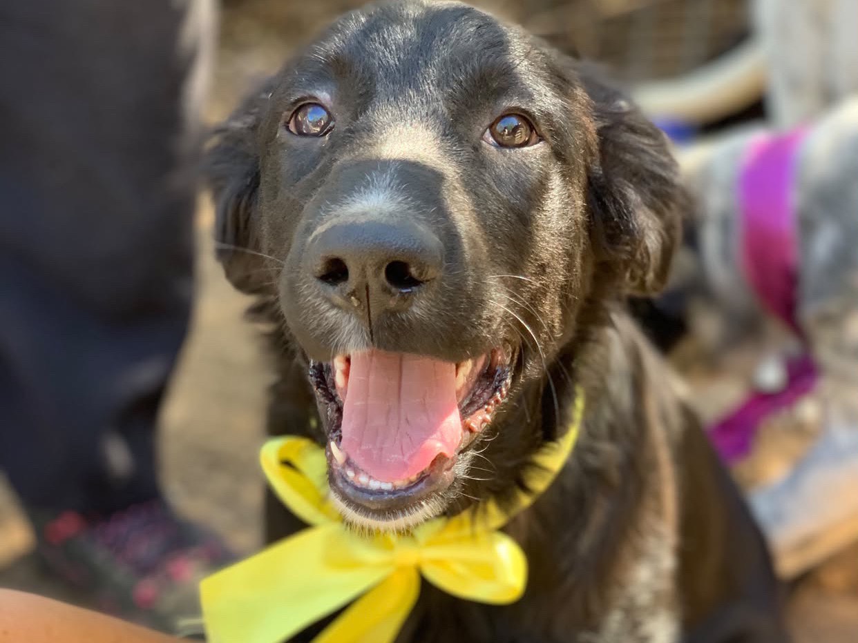 Adozione cane, maschio, Razza sconosciuta Razza sconosciuta, 4 mesi, taglia media contenuta, Latina