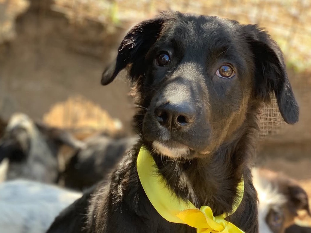 Adotta un cane, maschio, 4 mesi, Latina