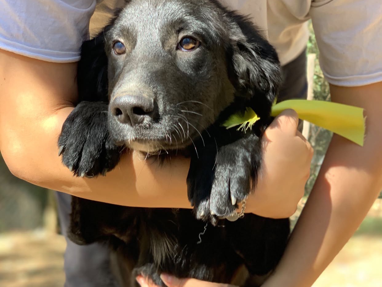Vuoi adottare un cane a Latina?