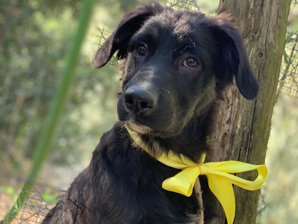 Adotta il cane Benedict  a Latina