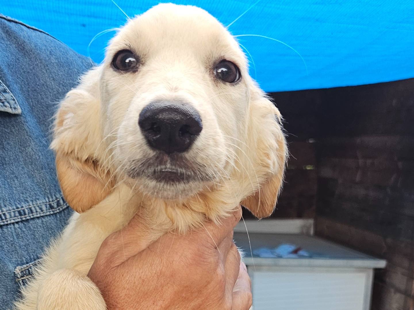 Adozione cane, femmina, Golden Retriever Razza sconosciuta, 3 mesi, taglia media, Pavia