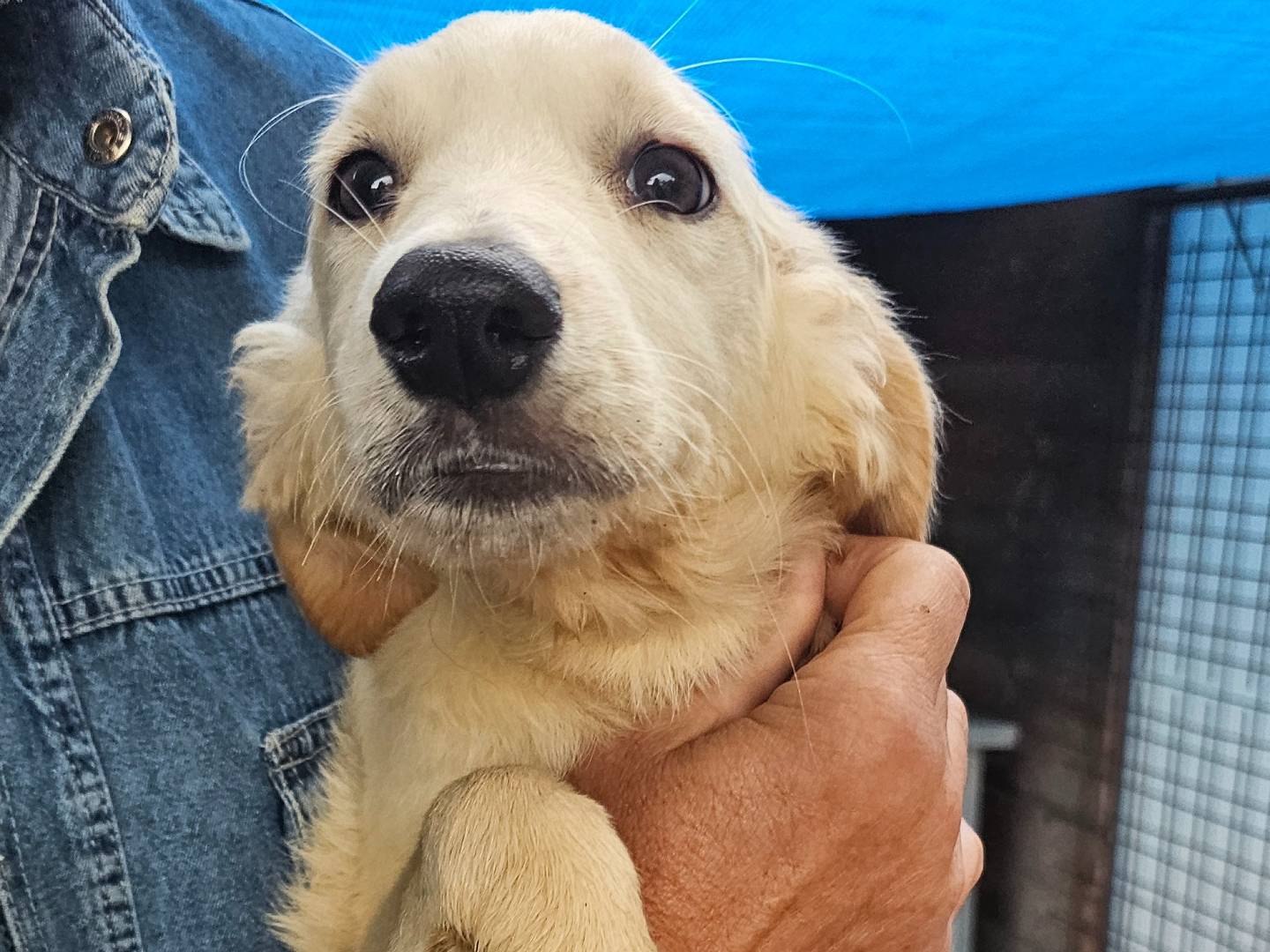 Adotta un cane, femmina, 3 mesi, Pavia