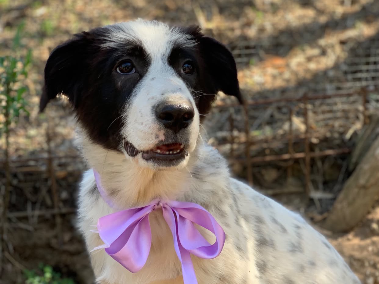 Adotta un cane, taglia media contenuta, femmina, Latina