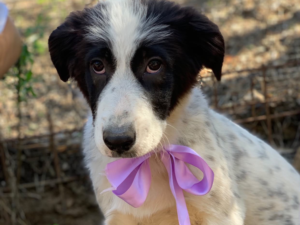 Adotta un cane, femmina, 4 mesi, Latina