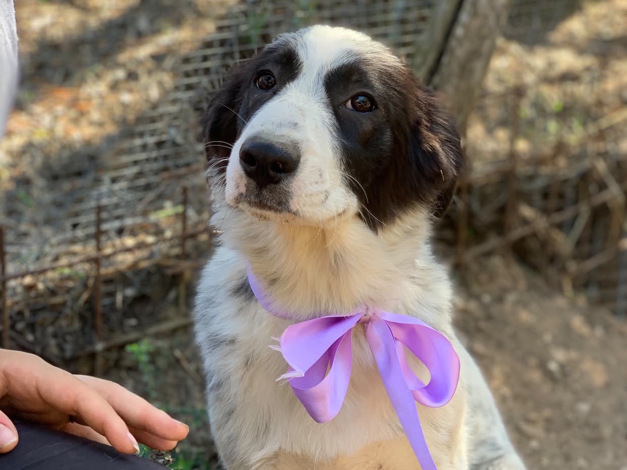 Vuoi adottare un cane a Latina?