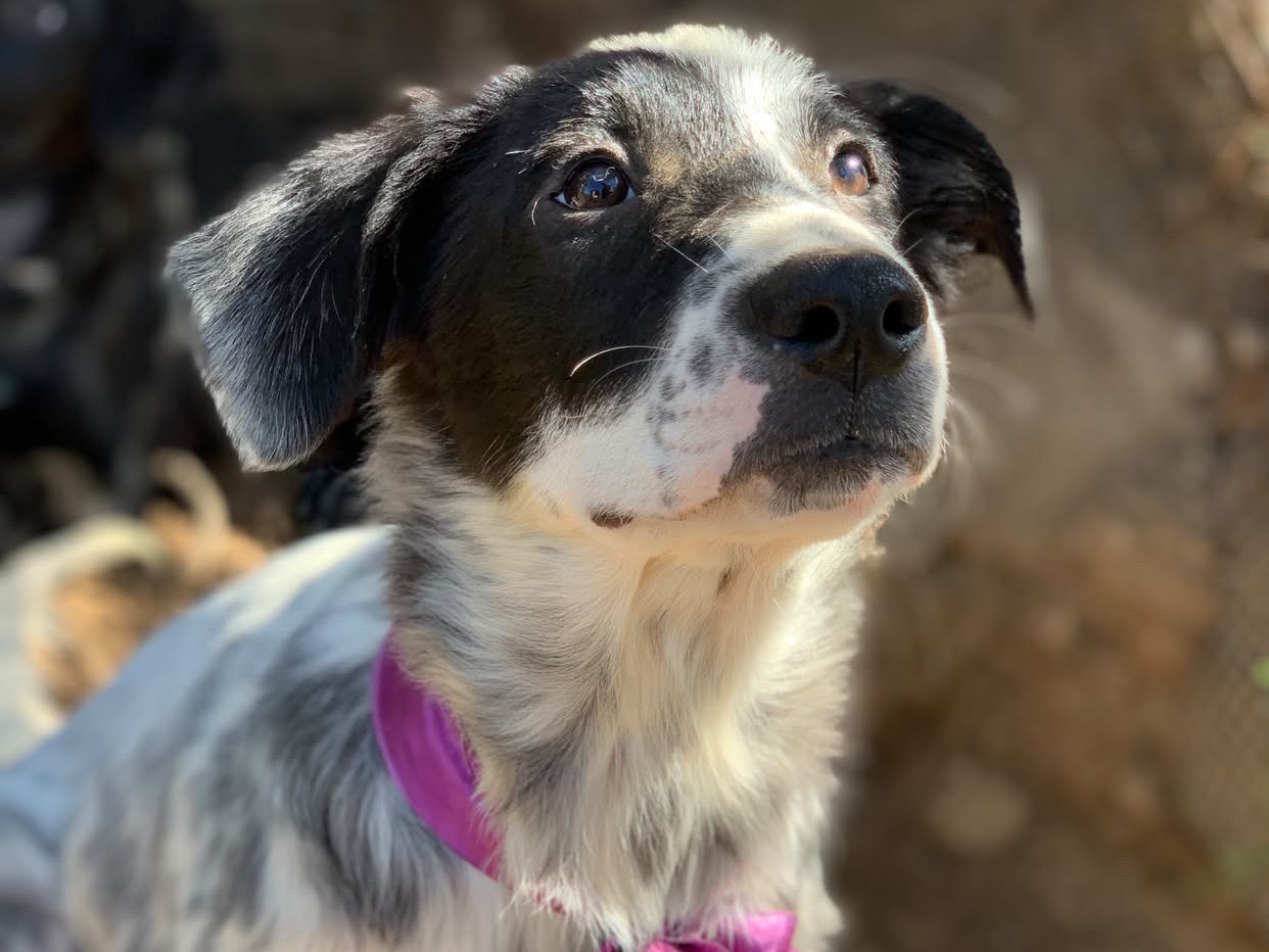 Adozione cane, femmina, Razza sconosciuta Razza sconosciuta, 4 mesi, taglia media contenuta, Latina