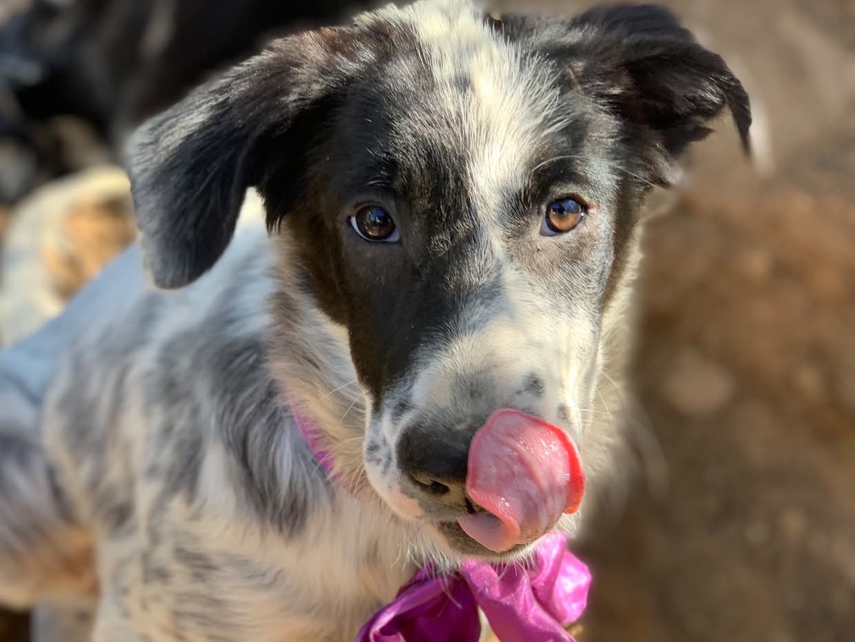 Adotta un cane, femmina, 4 mesi, Latina