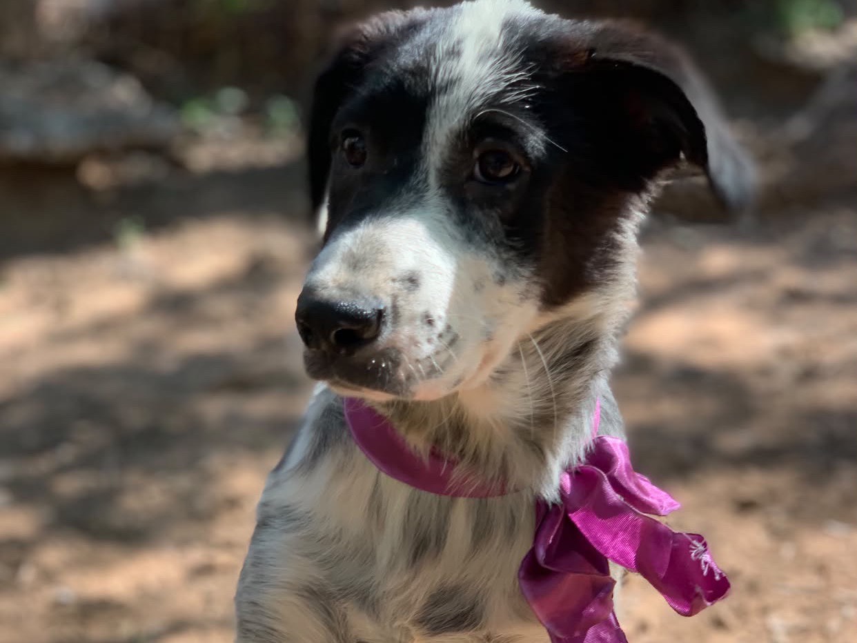 Adotta un cane, taglia media contenuta, femmina, Latina