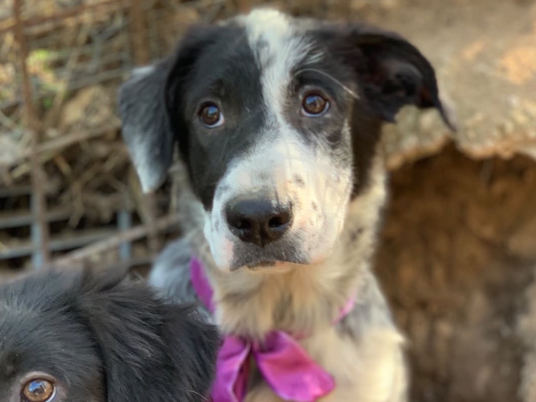 Vuoi adottare un cane a Latina?