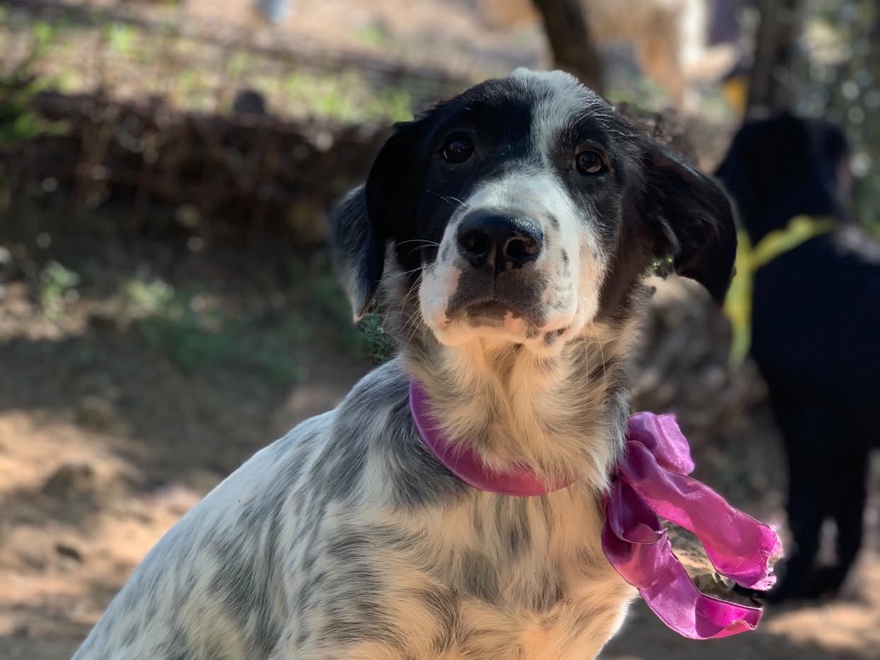 Adotta il cane Violet  a Latina