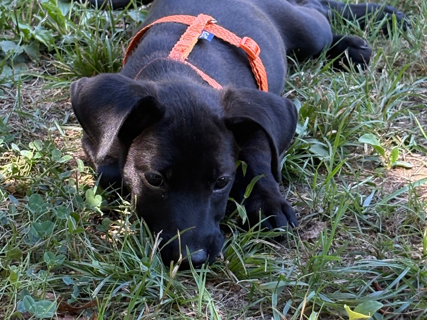 Adotta un cane, maschio, 4 mesi, Pistoia