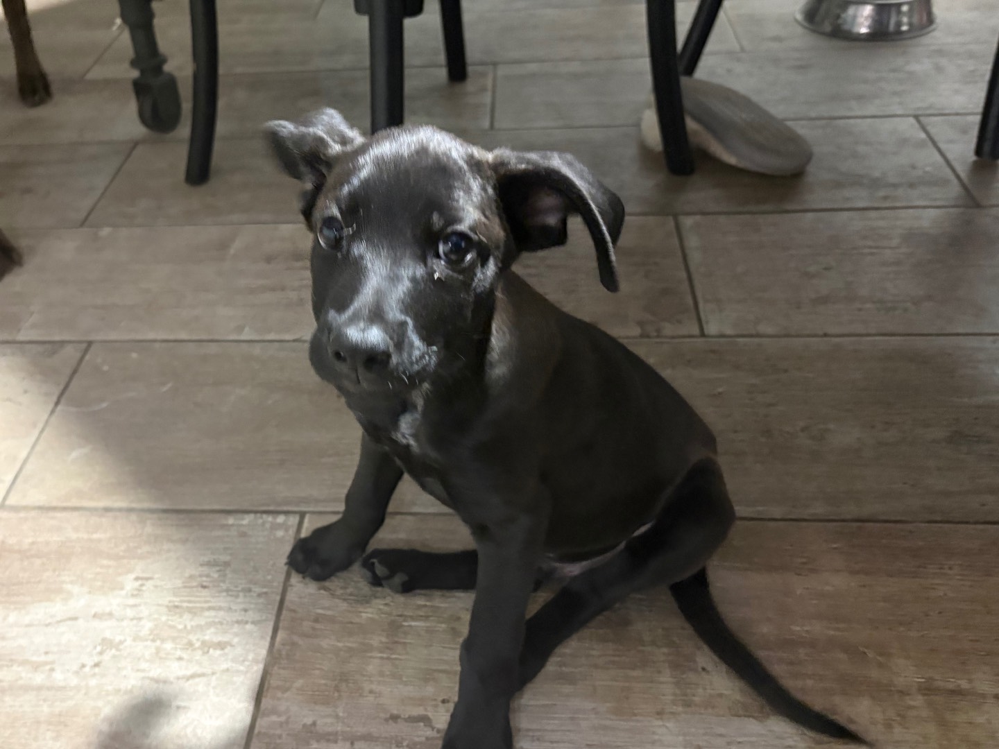 Adotta un cane, taglia piccola, maschio, Pistoia