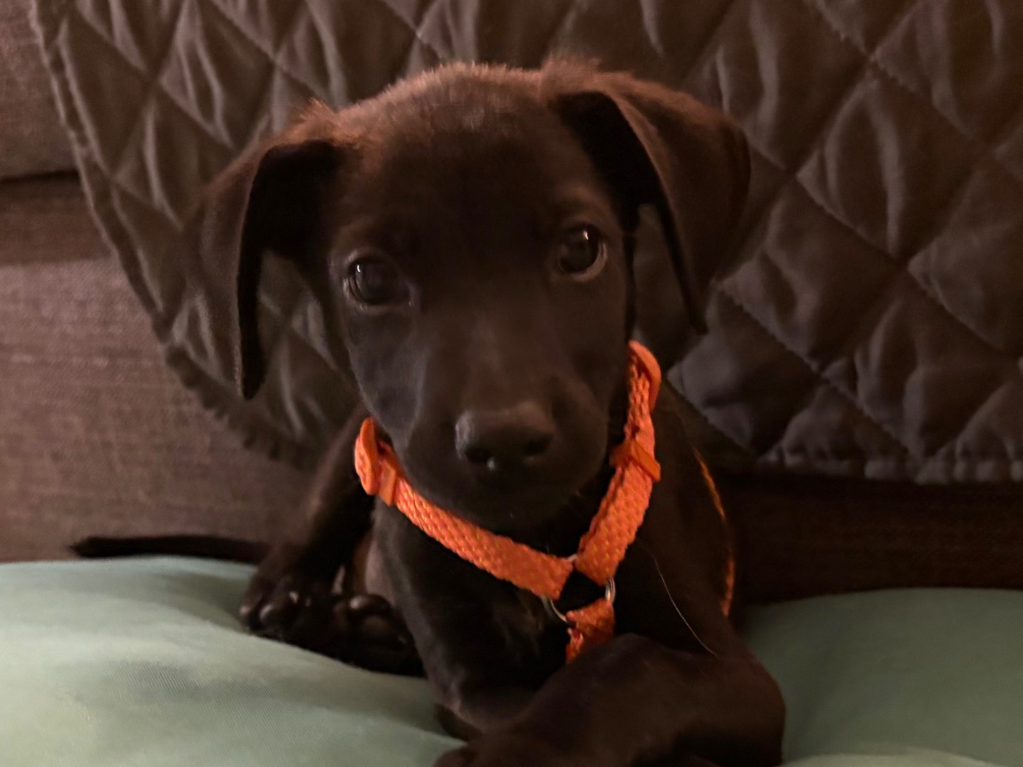 Vuoi adottare un cane a Pistoia?
