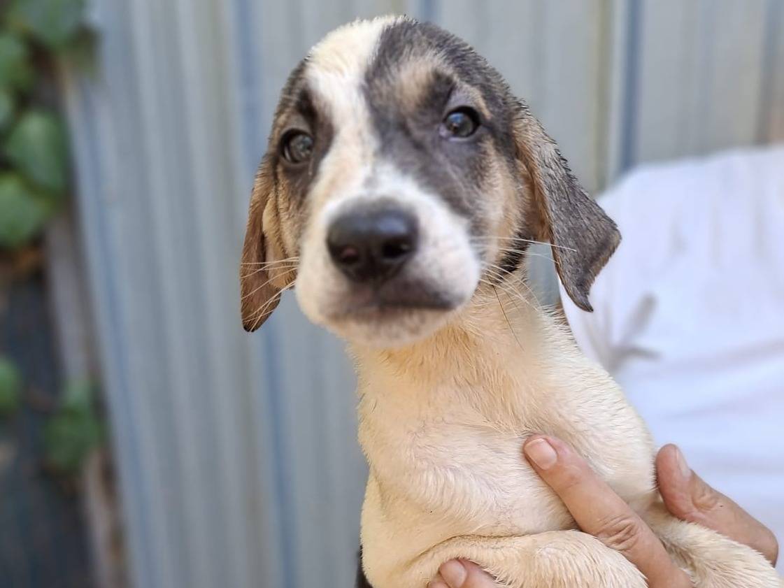 Adozione cane, maschio, Segugio Razza sconosciuta, 2 mesi, taglia media contenuta, Ferrara