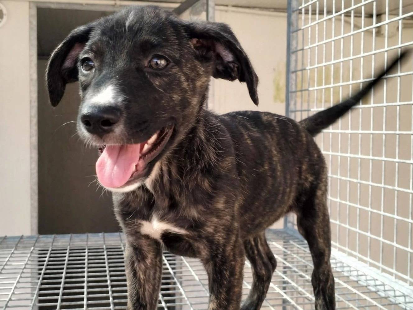 Adozione cane, femmina, Razza sconosciuta Razza sconosciuta, 3 mesi, taglia media, Treviso