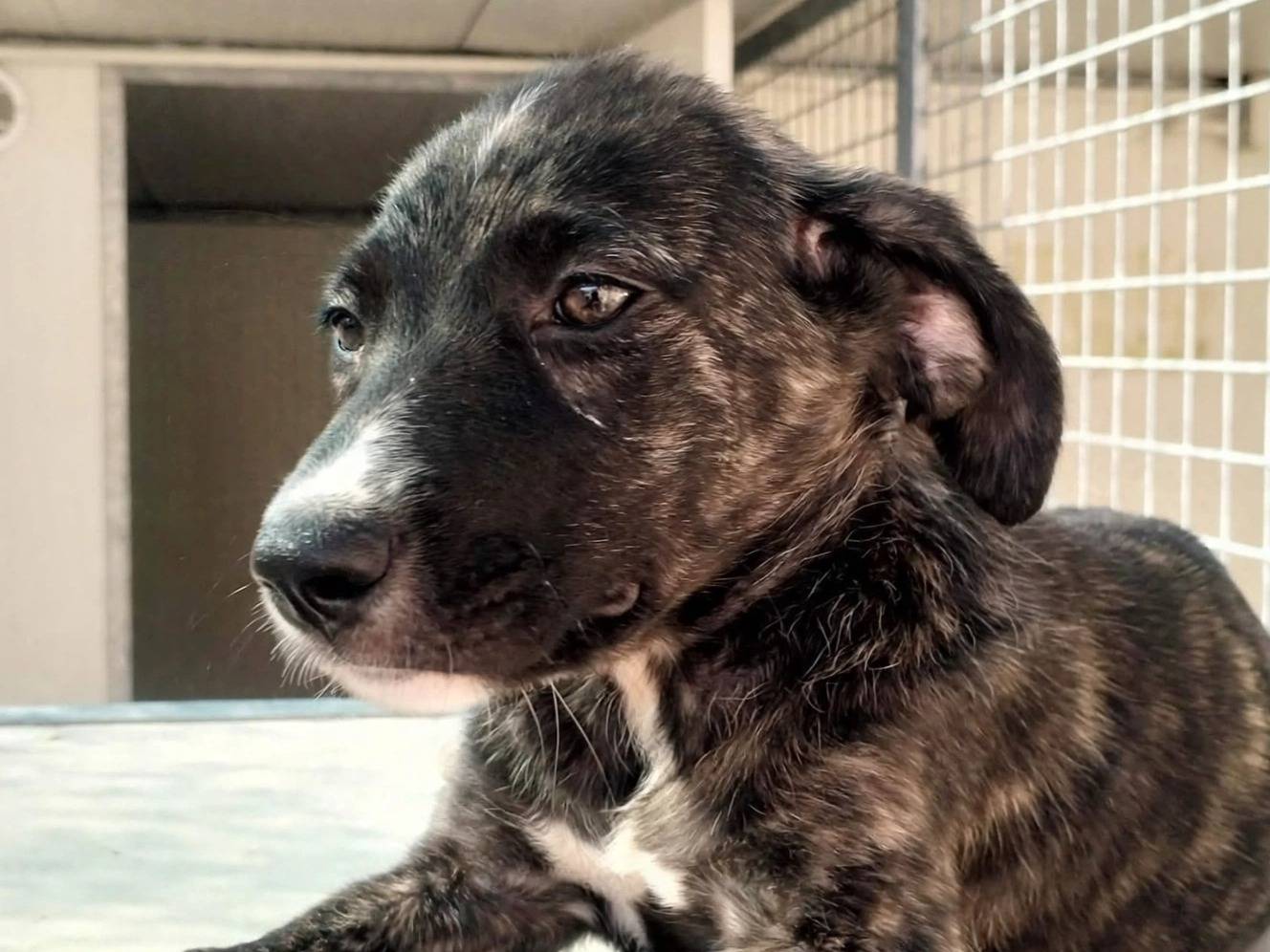 Adotta un cane, femmina, 3 mesi, Treviso