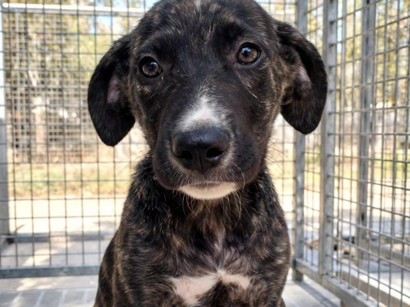 Adotta un cane, taglia media, femmina, Treviso