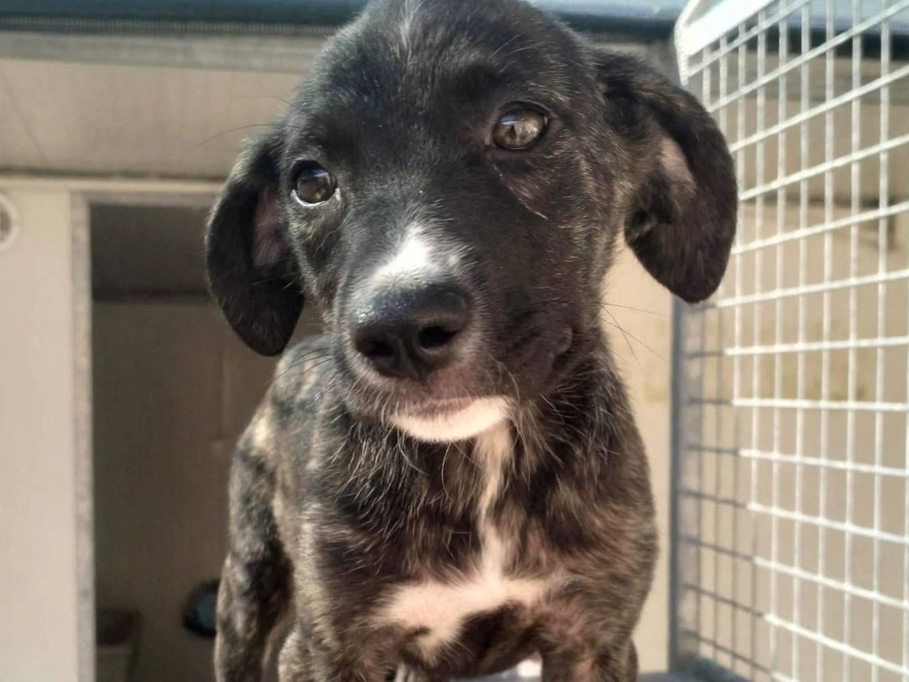 Vuoi adottare un cane a Treviso?