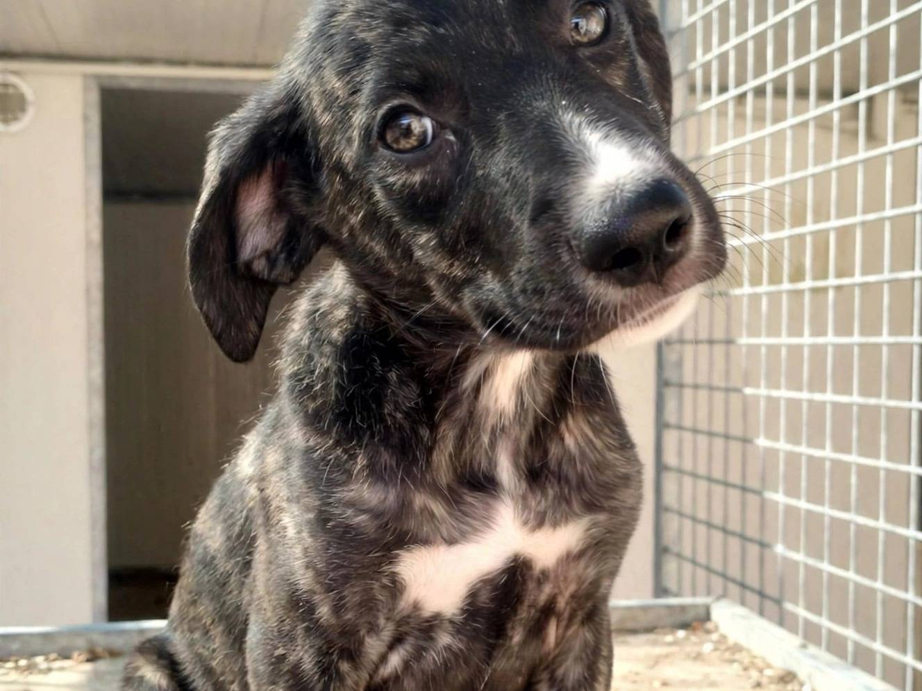 Adotta il cane Nerè a Treviso