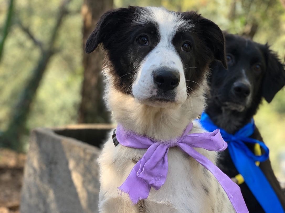 Adotta il cane Eloise  a Latina