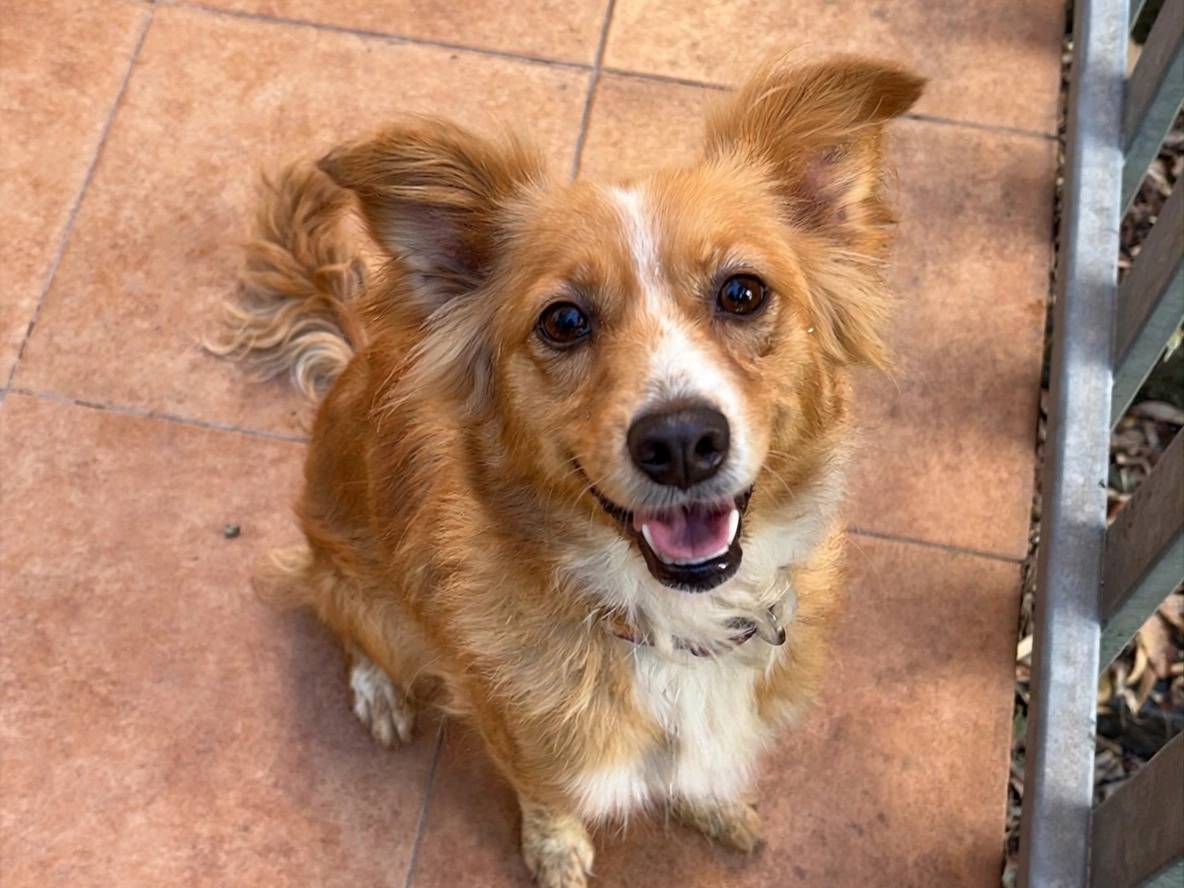 Adozione cane, femmina, Razza sconosciuta Razza sconosciuta, 2 anni, taglia piccola, Treviso