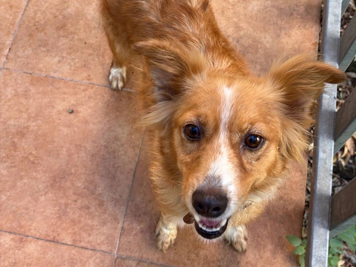 Adotta un cane, femmina, 2 anni, Treviso