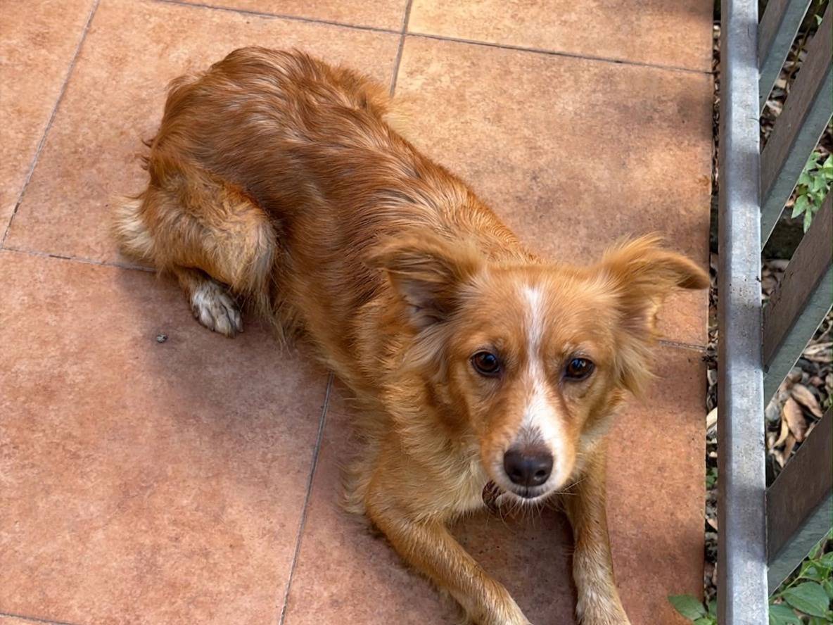Adotta un cane, taglia piccola, femmina, Treviso