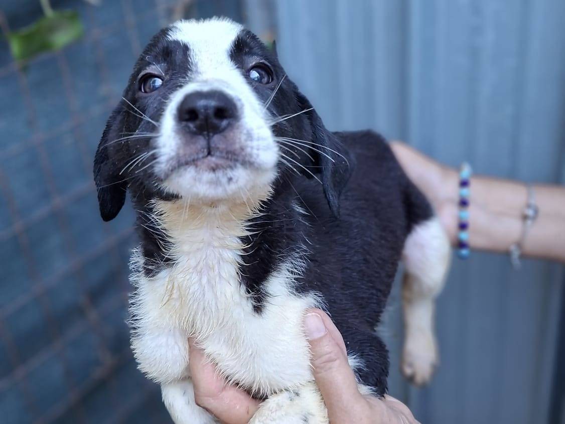 Adozione cane, maschio, Segugio Razza sconosciuta, 2 mesi, taglia media contenuta, Piacenza