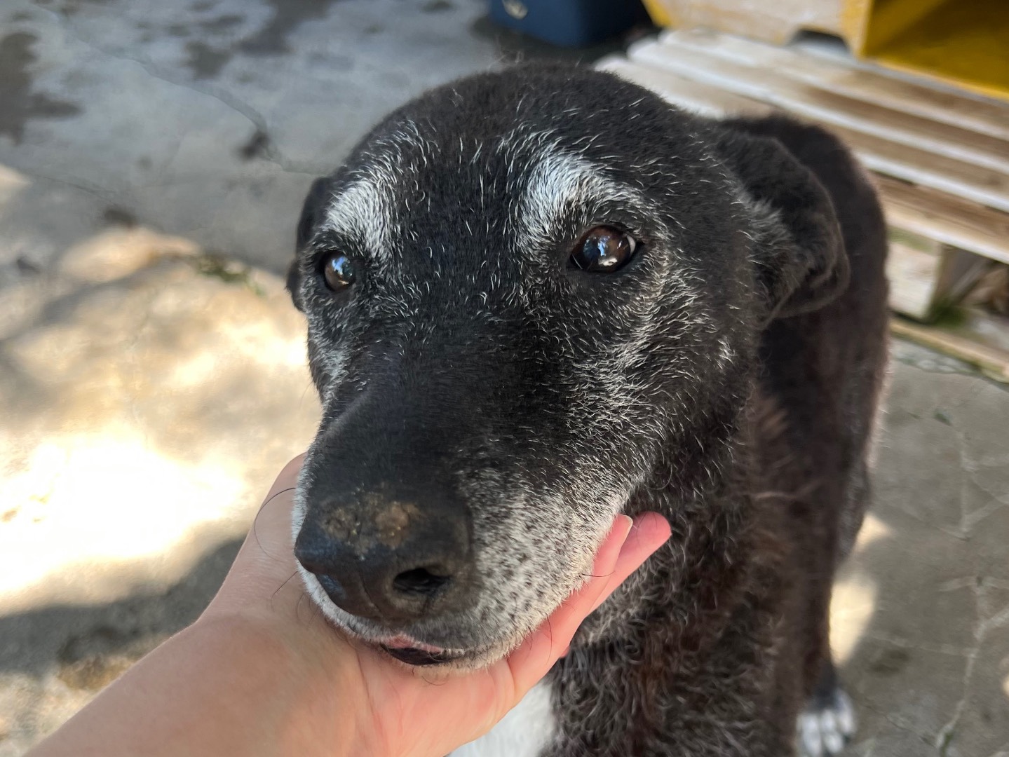 Adozione cane, femmina, Razza sconosciuta Razza sconosciuta, 11 anni e 7 mesi, taglia media, Catania