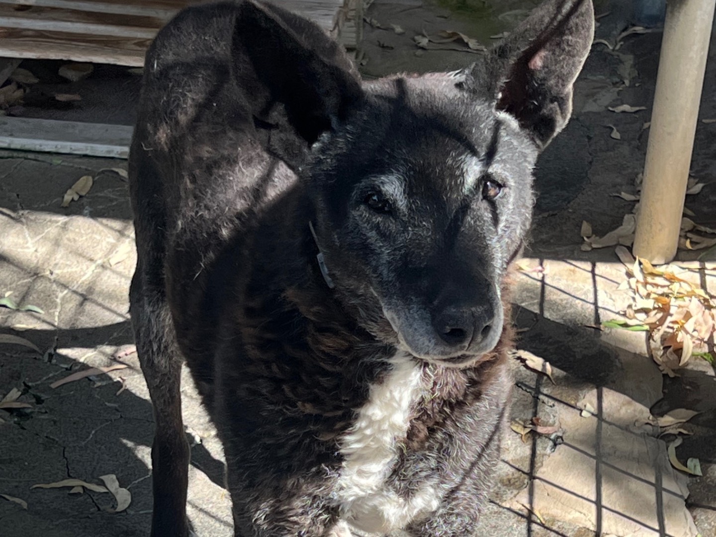 Adotta un cane, femmina, 11 anni e 7 mesi, Catania