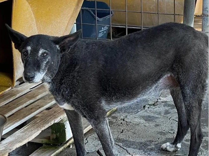 Adotta un cane, taglia media, femmina, Catania
