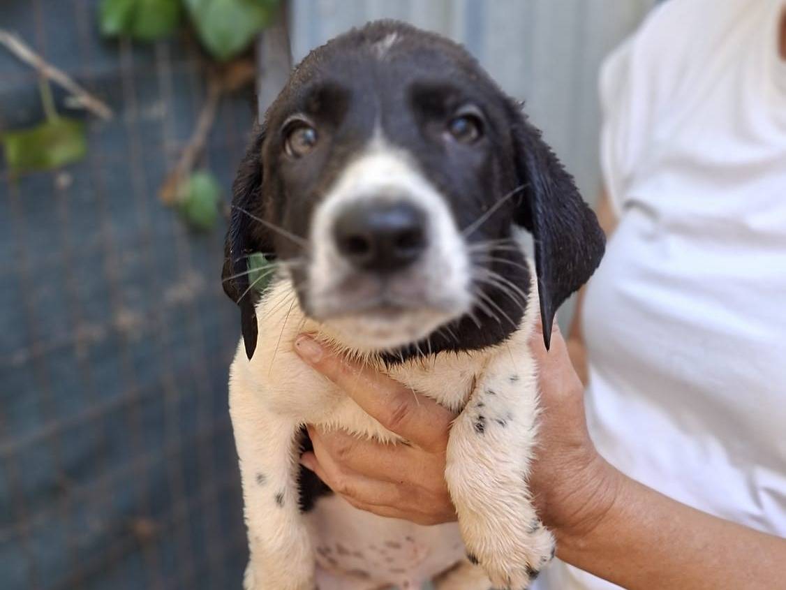 Adozione cane, maschio, Segugio Razza sconosciuta, 2 mesi, taglia media contenuta, Livorno