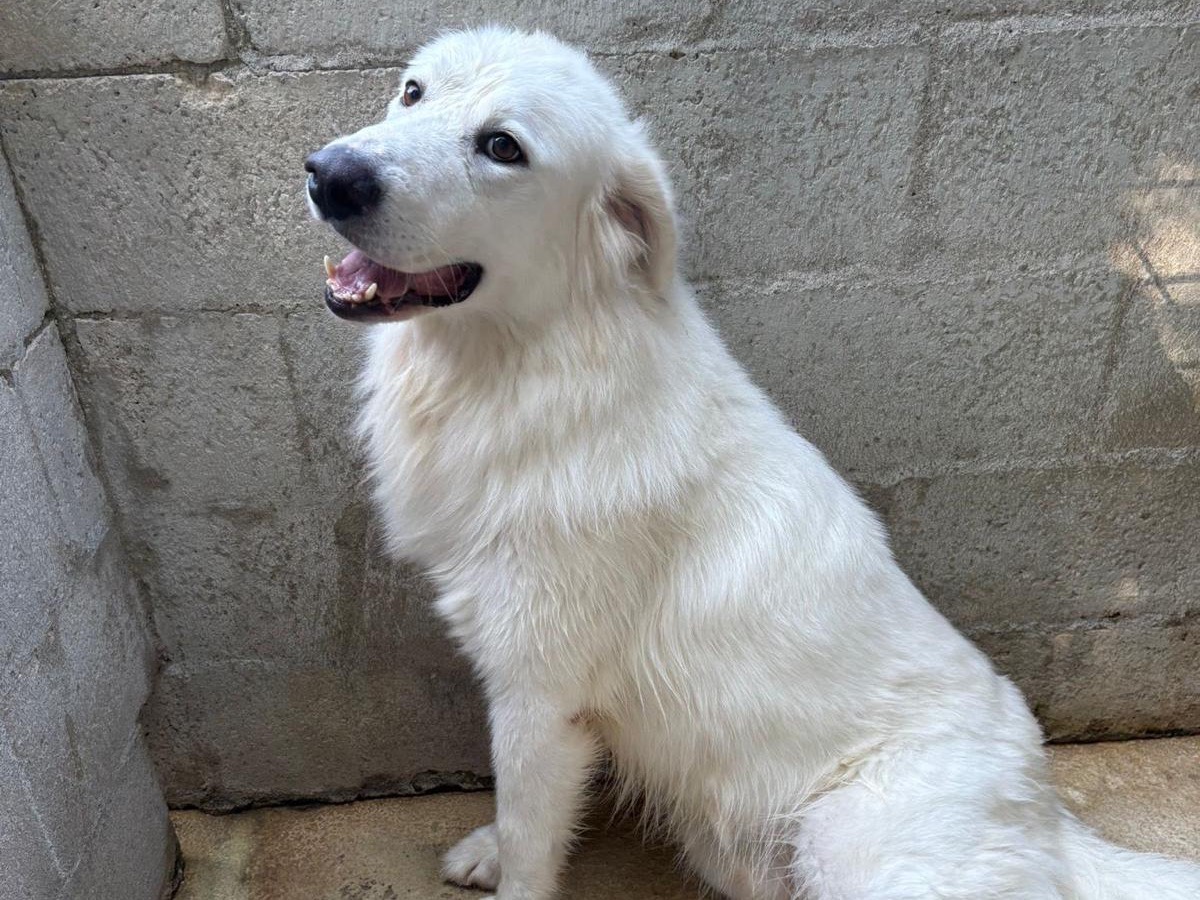 Adozione cane, maschio, Pastore maremmano Razza sconosciuta, 3 anni, taglia grande, Milano